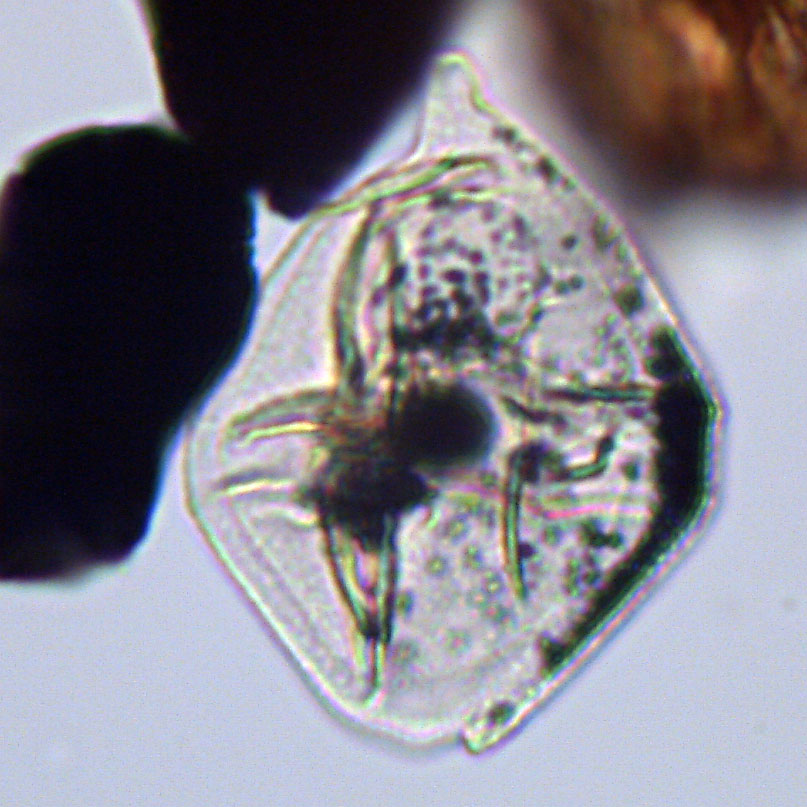 Isabelidinium acuminatum, U1581-22R-6W, 8-13, sl. 1, J18-3, foto-a.jpg